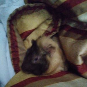 Meet your Posher, Bobbijo